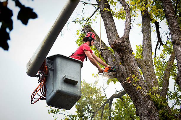 Best Emergency Tree Removal  in Seven Corners, VA